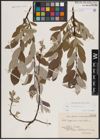 Foto von Salix lapponum L.